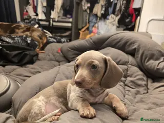 Miniature Dachshund dogs REDUCED LAST ONE Stunning miniature dachshund - Advert 14