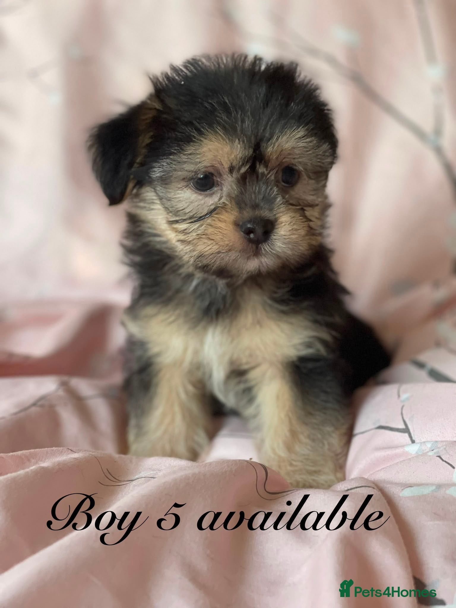 Shorkie dogs Shorkie 3 boys fully Vaccinated &Microchipped  - Advert 1