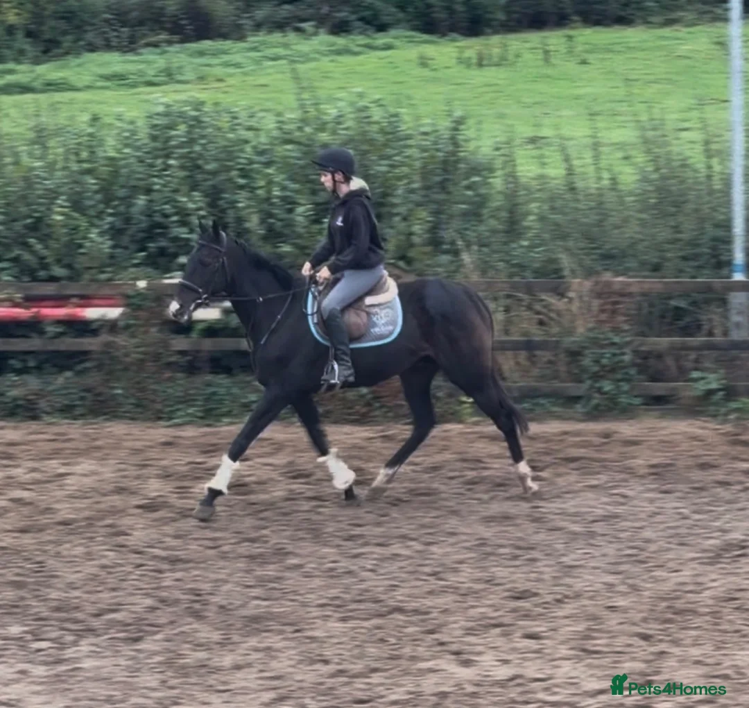 Irish Thoroughbred horses for sale: Tall, dark and handsome ‘Gavin’ in Newport - Advert 2