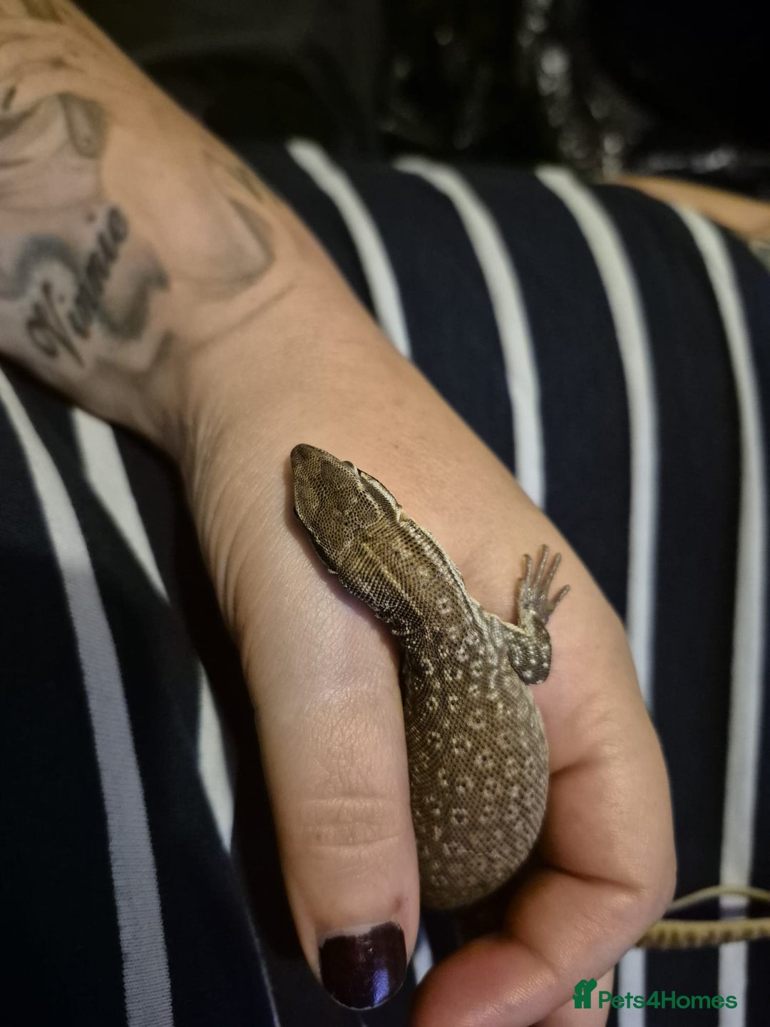 Monitor reptiles for sale: Ackie monitor for sale - Image 2