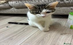 Mixed Breed cats for sale: Kittens - Advert 5