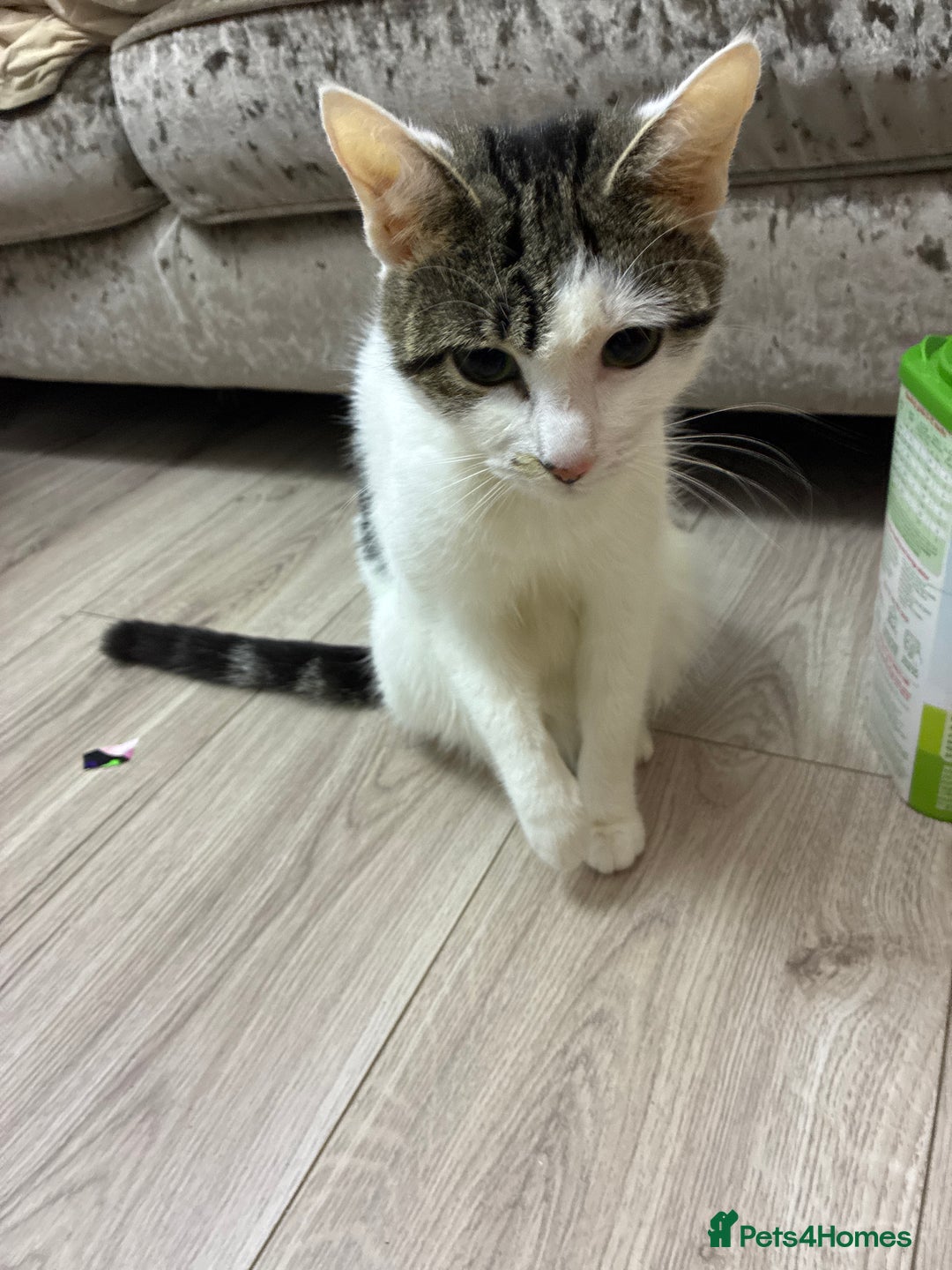 Mixed Breed cats for sale: Kittens - Advert 5
