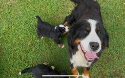Bernese Mountain Dog dogs for sale: KC Reg Bernese Mountain Dog Puppies - Image 4