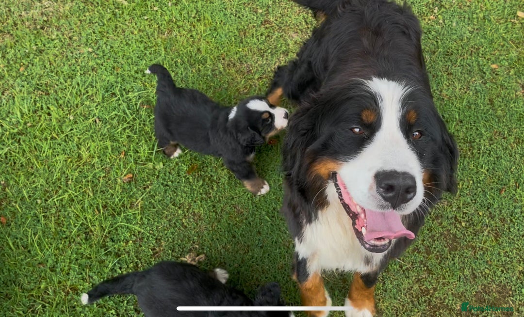 Bernese Mountain Dog dogs for sale: KC Reg Bernese Mountain Dog Puppies - Image 4