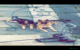 German Shepherd dogs for sale: German shepherd  - Image 11