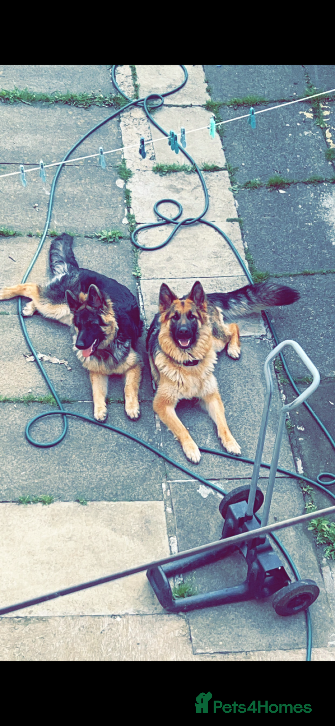German Shepherd dogs for sale: German shepherd  - Image 11