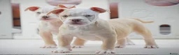 Olde English Bulldogge dogs for sale: 24 years 5⭐️Licensed & Registered, uk No 1  - Advert 6