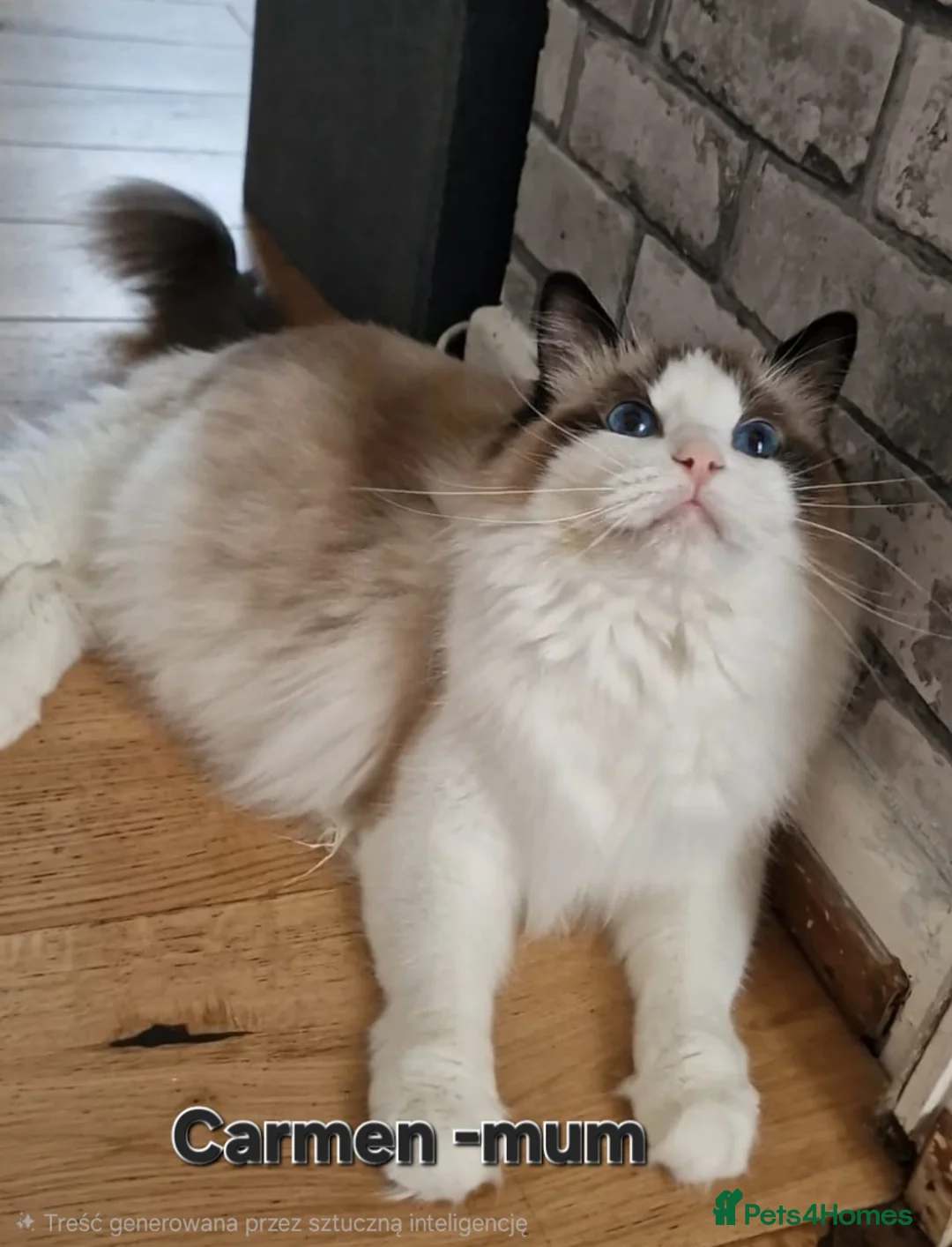 Ragdoll cats for sale: Beautiful Ragdolls  - Advert 9
