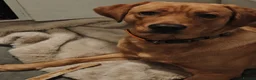 Labrador Retriever dogs for sale: Stunning Fox Red Labrador – 14 Months Old in Leigh - Advert 2