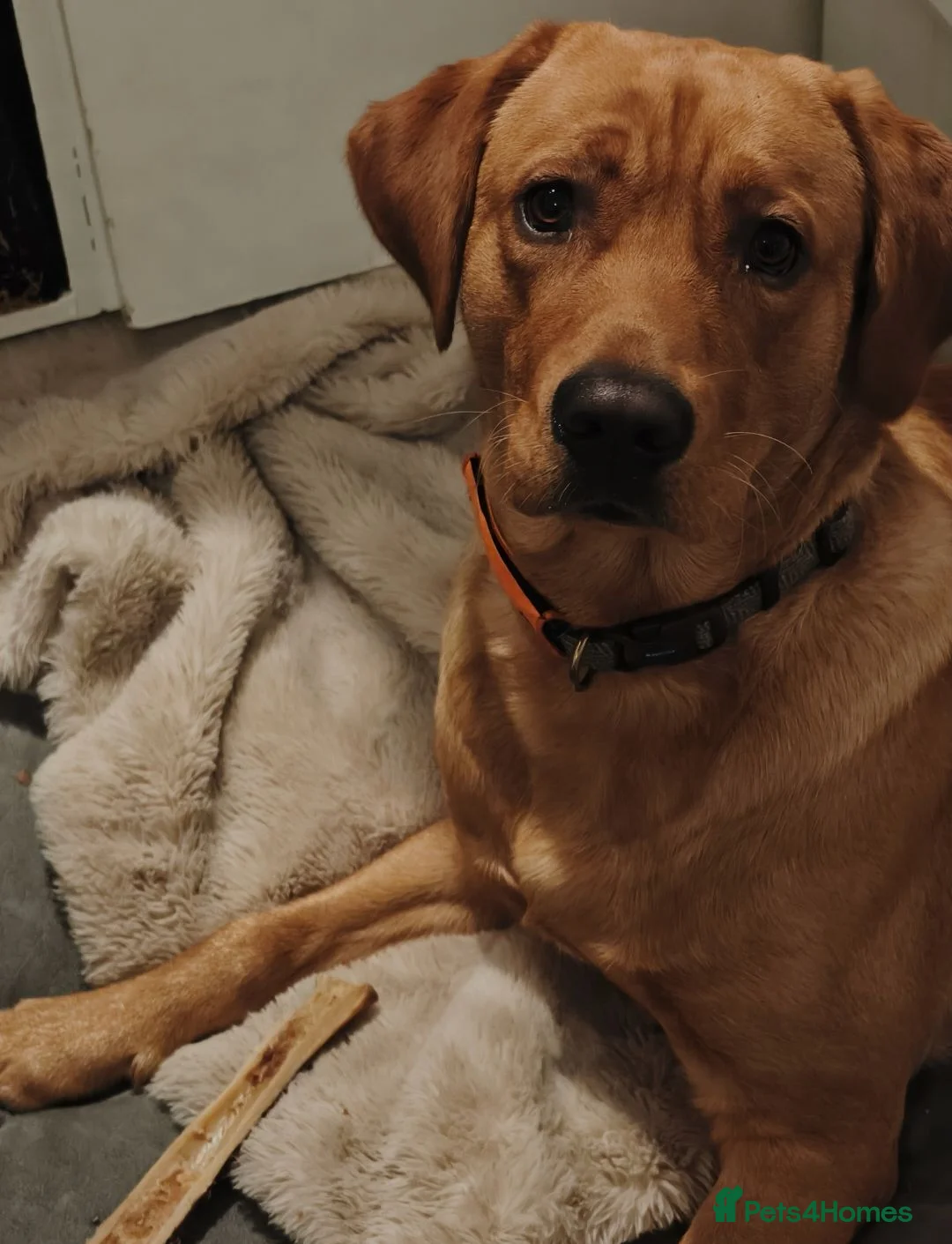 Labrador Retriever dogs for sale: Stunning Fox Red Labrador – 14 Months Old in Leigh - Advert 2