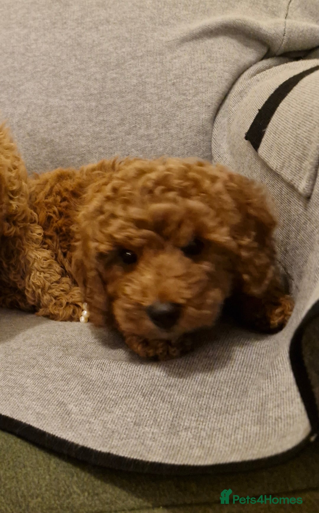 Miniature Poodle dogs for sale: READY NOW Red Minature Poodle Pups for sale. - Advert 8