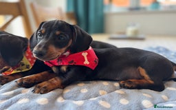 Miniature Dachshund dogs for sale: Last Boy *KC, PRA clear mini Dachshund puppies - Image 32