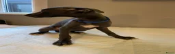 Whippet dogs for sale: Blue whippet pups  - Advert 23