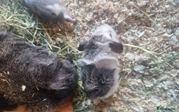 Guinea Pig rodents for sale: Beautiful guinepig pups - Image 4