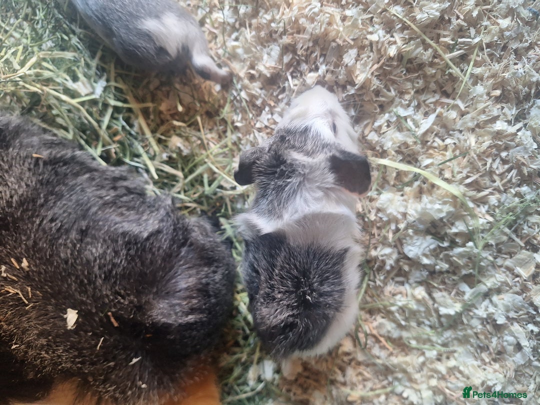 Guinea Pig rodents for sale: Beautiful guinepig pups - Image 4