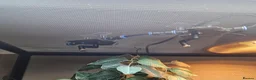 Chameleon reptiles for sale: Panther Chameleon and full enclosure... - Advert 2