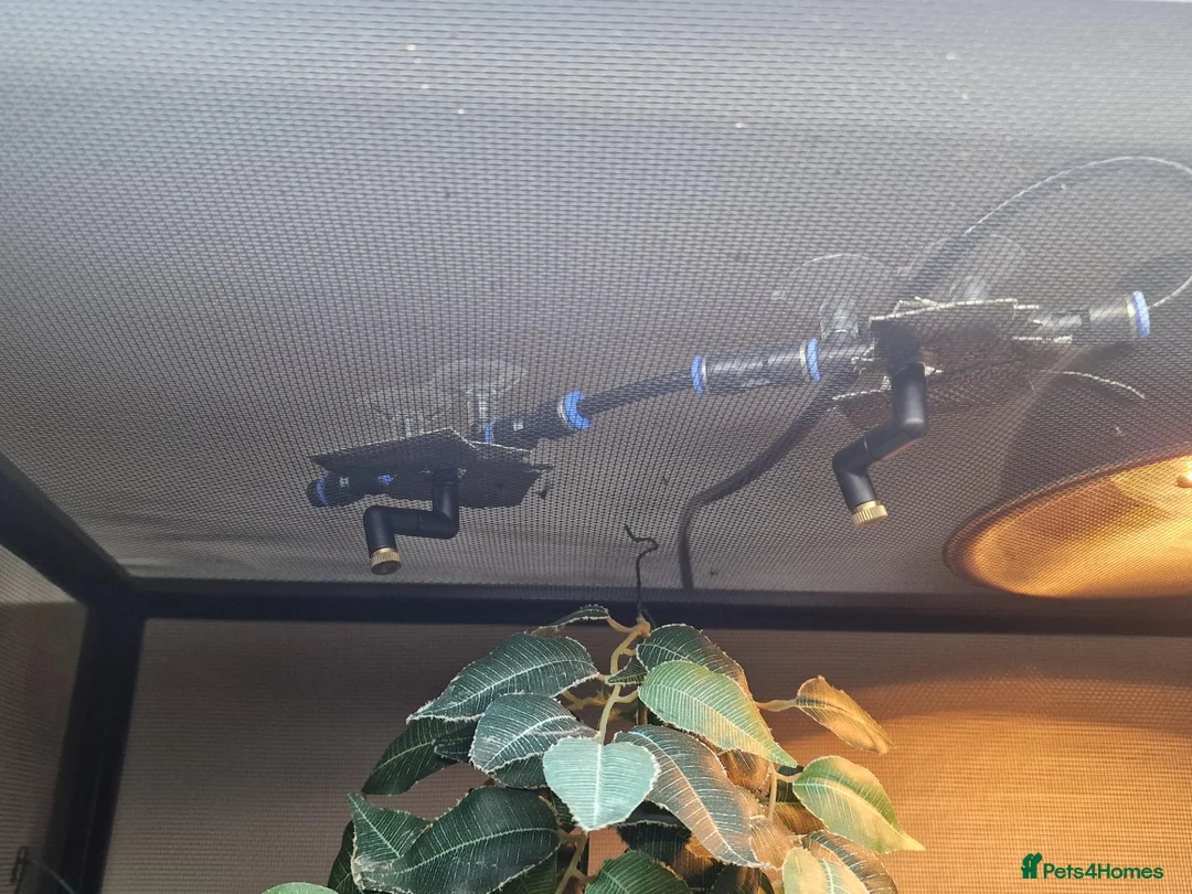 Chameleon reptiles for sale: Panther Chameleon and full enclosure... - Advert 2