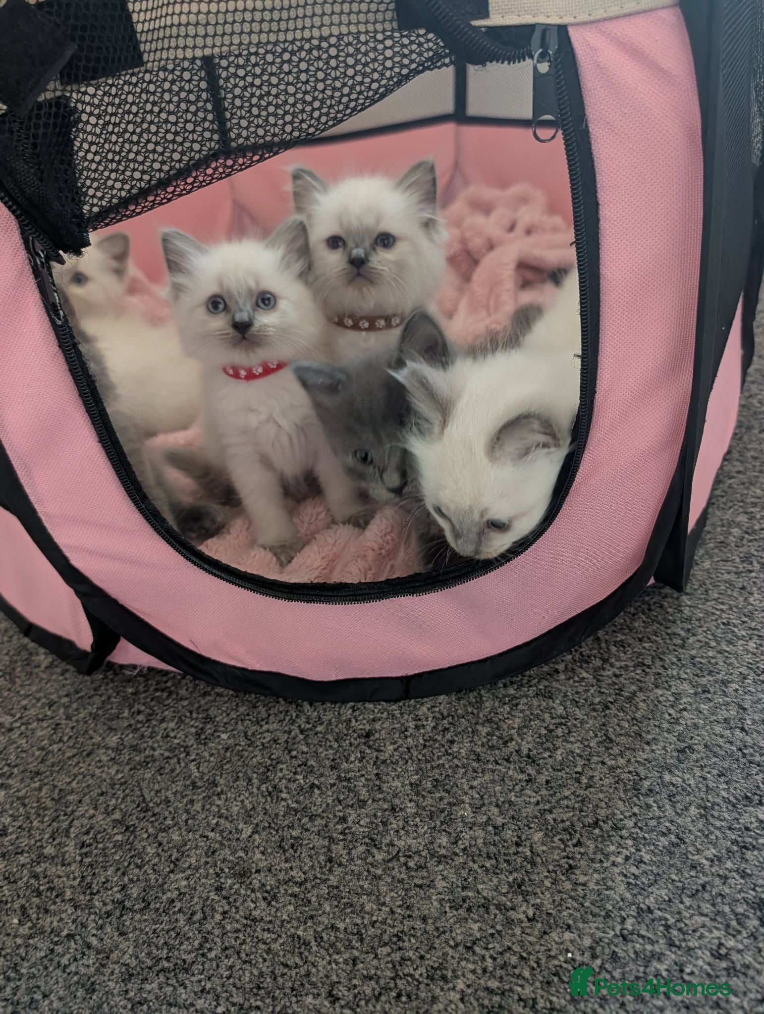 Ragdoll cats 7 beautiful Ragdoll X kittens - Advert 17