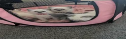 Ragdoll cats for sale: 7 beautiful Ragdoll X kittens in Paisley - Advert 1