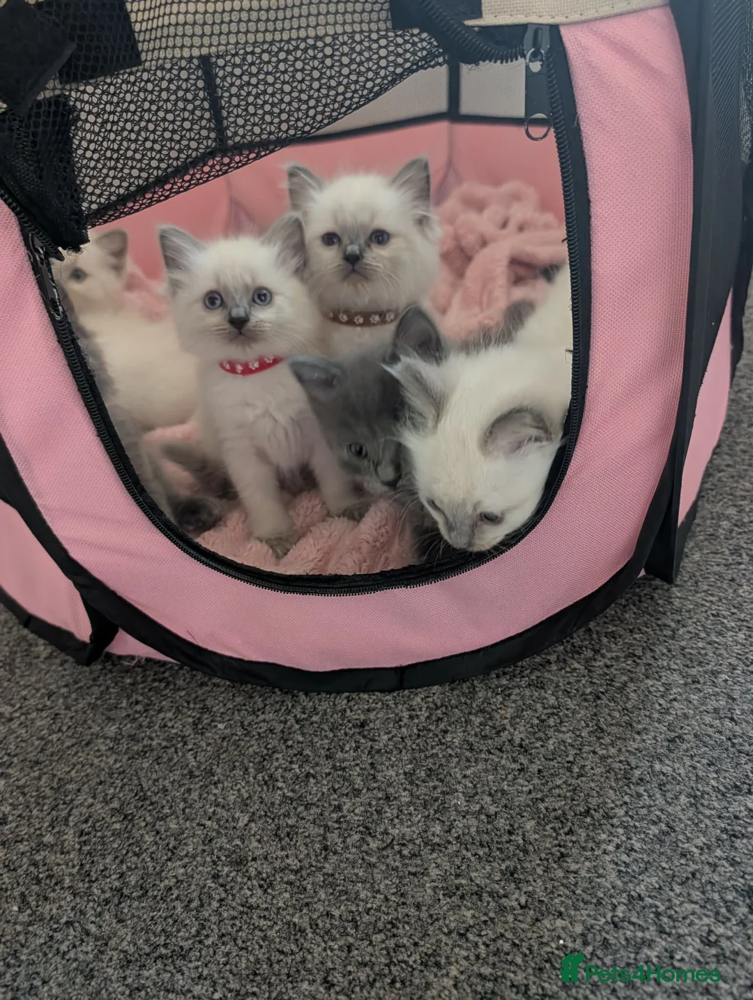 Ragdoll cats for sale: 7 beautiful Ragdoll X kittens in Paisley - Advert 1