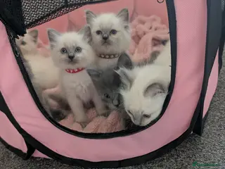 Ragdoll cats 7 beautiful Ragdoll X kittens - Advert 17