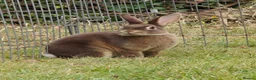 Rex rabbits for sale: Mini Rex Rabbits  - Advert 2