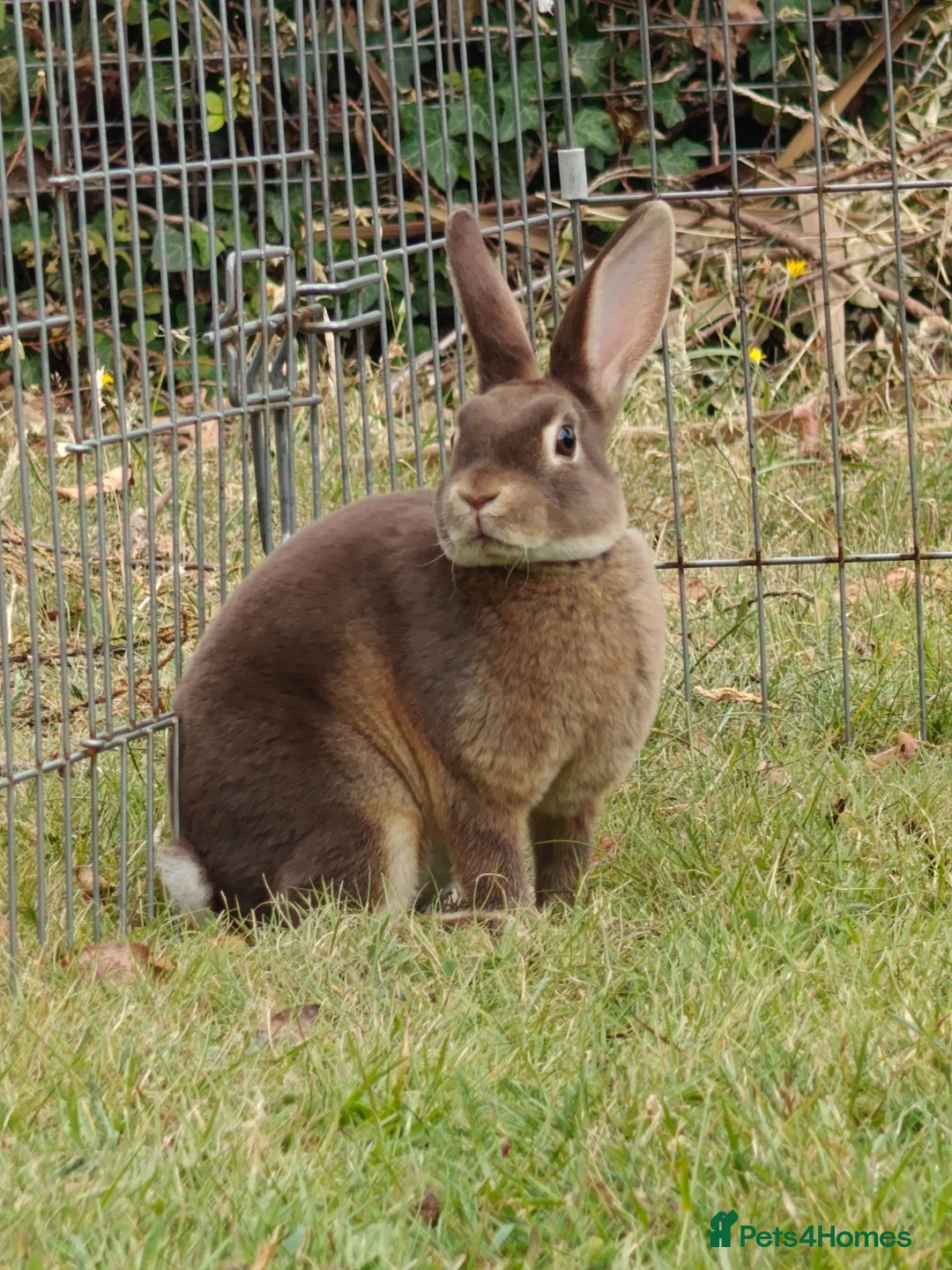 Rex rabbits for sale: Mini Rex Rabbits  - Advert 2