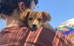 Mixed Breed dogs for adoption: Little (Tiny) Lady - Image 17