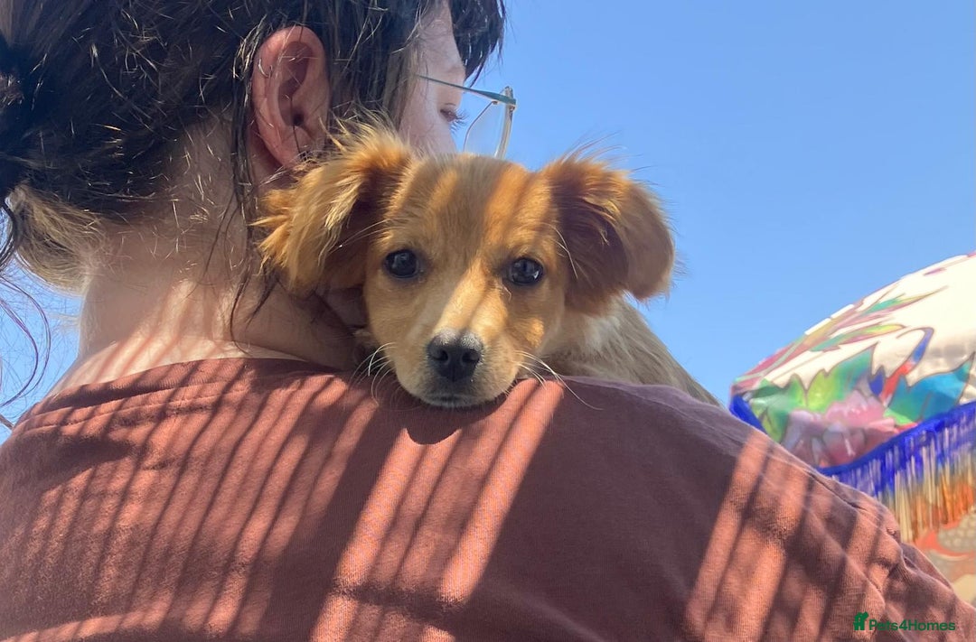Mixed Breed dogs for adoption: Little (Tiny) Lady - Image 17