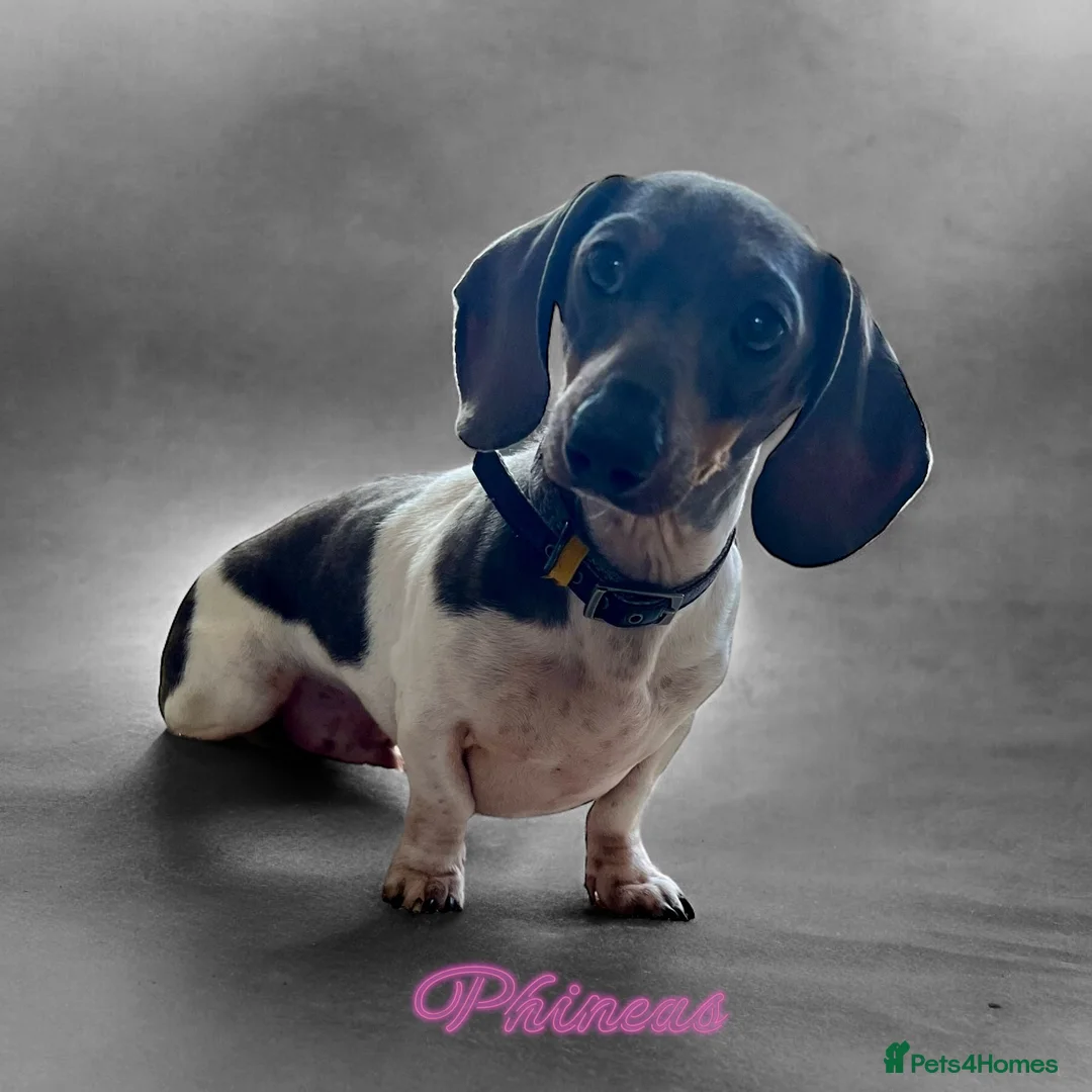 Miniature Dachshund dogs for stud: Tiny Piebald Stud with Free Ovulation Testing  in Stockton-on-Tees - Advert 4
