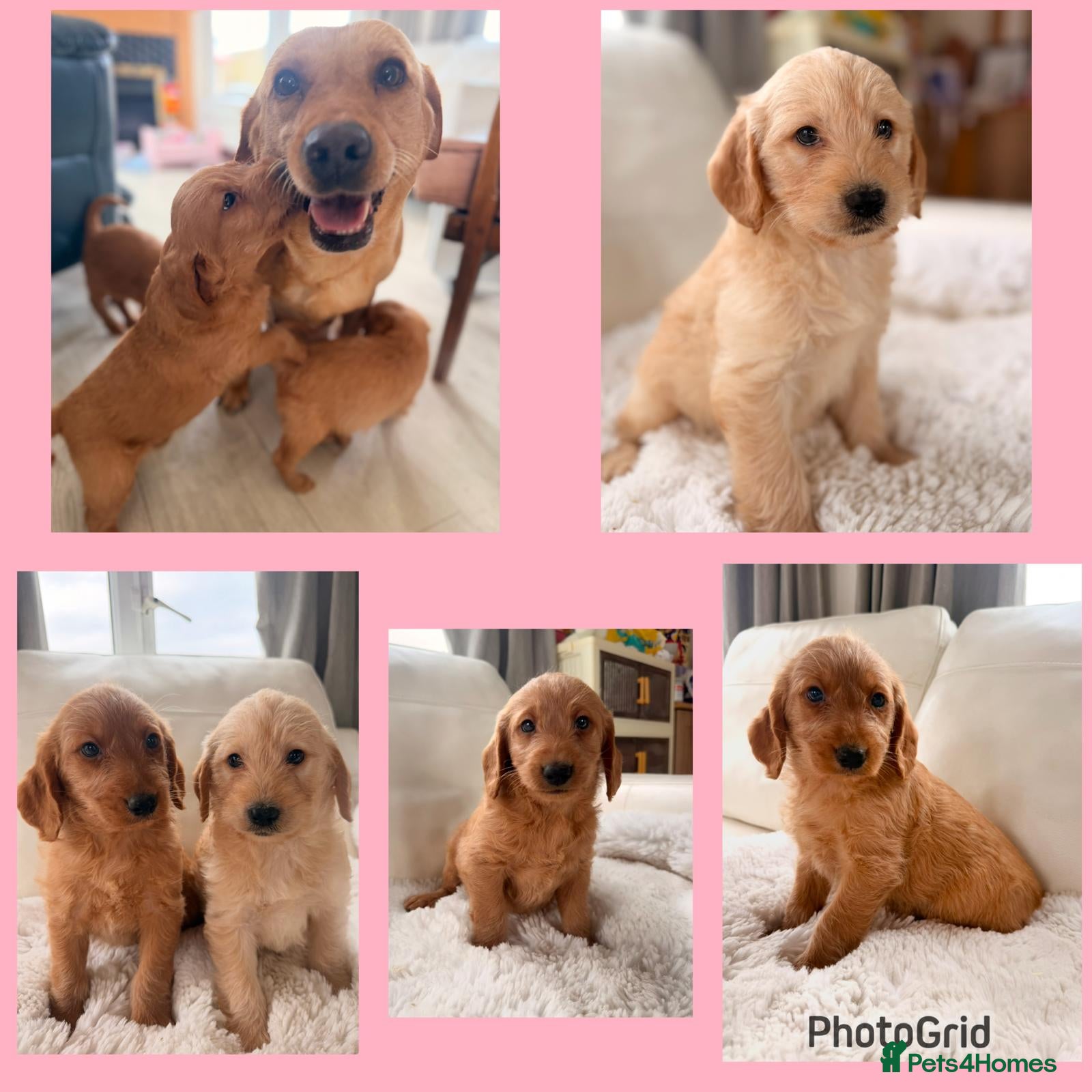 Labradoodle dogs Miniature Labradoodle puppies - Advert 1