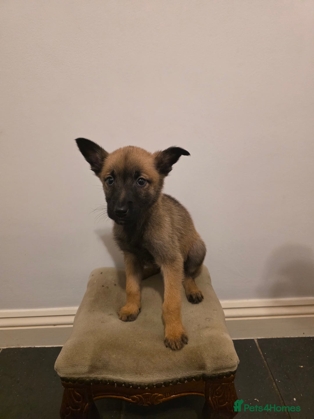 Belgian Shepherd Dog dogs for sale: Dutch Herder Puppies - Advert 8