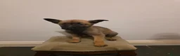 Belgian Shepherd Dog dogs for sale: Dutch Herder Puppies - Advert 8