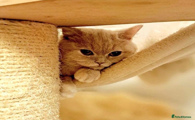 British Shorthair cats British Shorthair Fawn Tortie Female - Advert 9