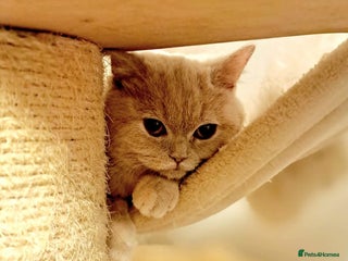 British Shorthair cats British Shorthair Fawn Tortie Female - Advert 10