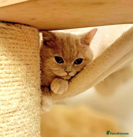 British Shorthair cats British Shorthair Fawn Tortie Female - Advert 1