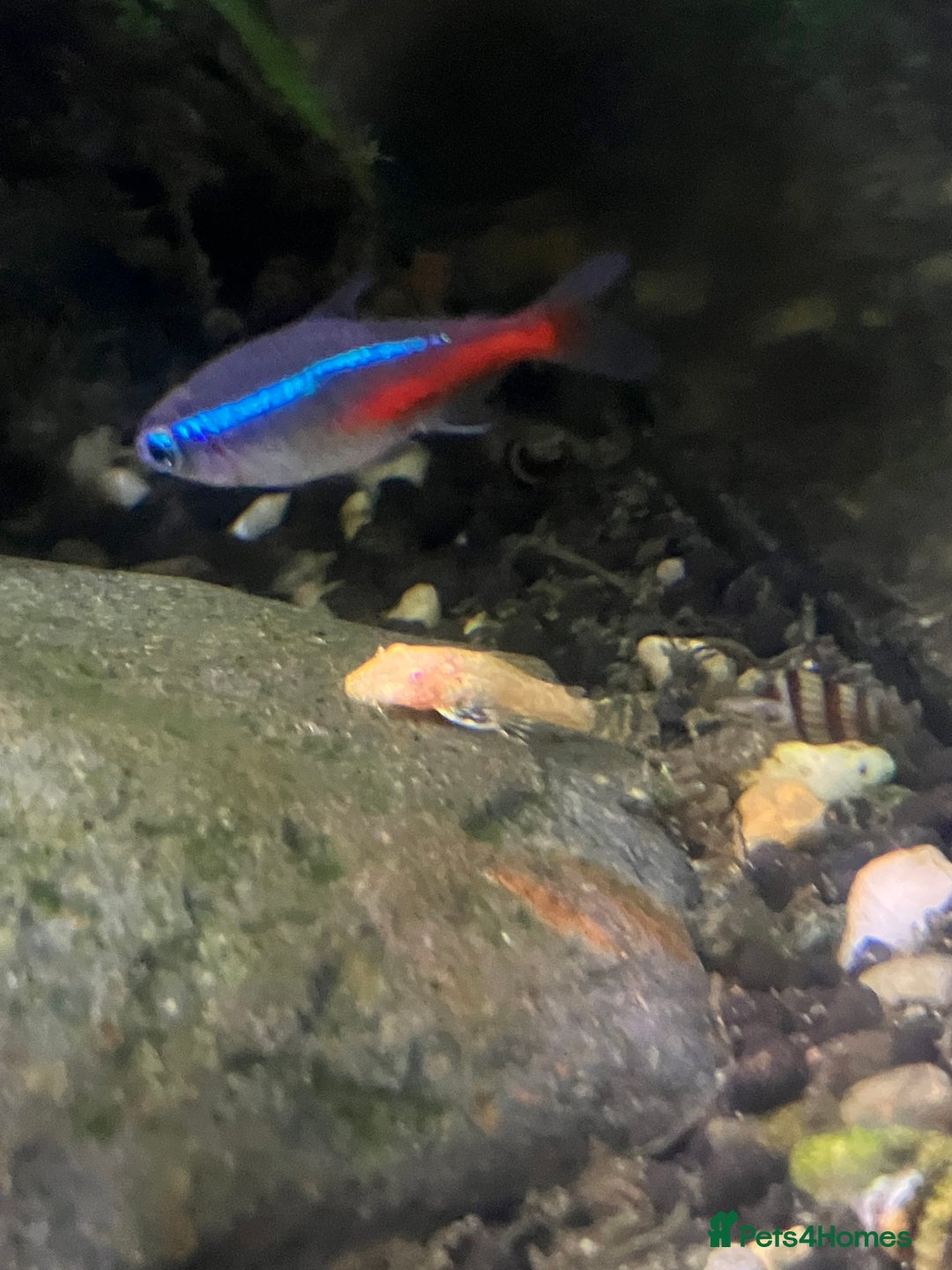 Catfish fish for sale: Bristlenose catfish (Ancistrus sp.) - Advert 2