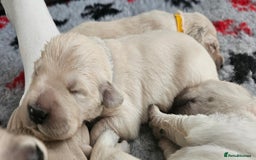 Golden Retriever dogs for sale: GOLDEN RETRIEVER PUPPIES - you will fall in love  - Image 17
