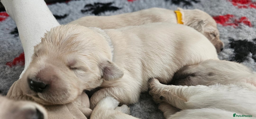Golden Retriever dogs for sale: GOLDEN RETRIEVER PUPPIES - you will fall in love  - Image 17