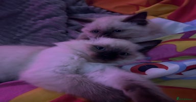 Ragdoll cats - Advert 15