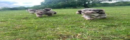 Cockapoo dogs for sale: Stunning Merle Cockapoos. Fully health tested in Romsey - Advert 10