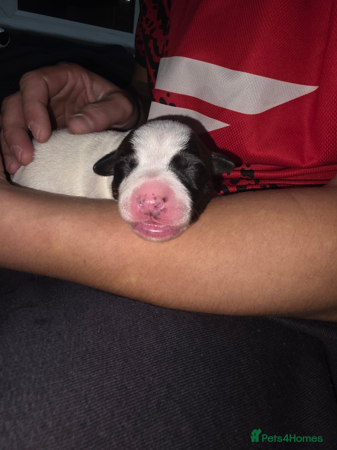 Mixed Breed dogs for sale: Pups ready around the 19th December  - Image 5