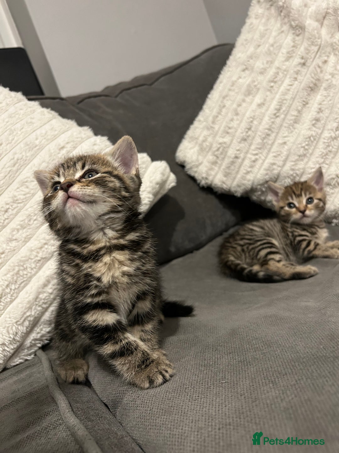 Mixed Breed cats for sale: 4 gorgeous kittens ready for amazing homes  - Advert 12