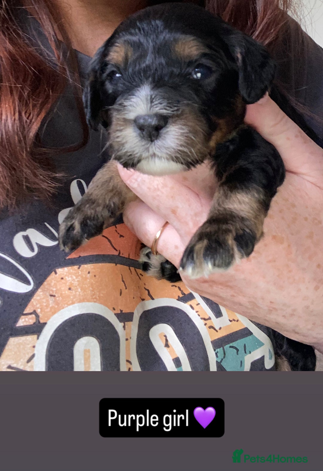 Cavapoo dogs for sale: Beautiful F1 cavapoos phantom 3 girls left 💜💖❤️ - Image 32