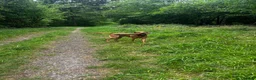 Labrador Retriever dogs for stud: Stunning KC Registred Fox Red Labrador Stud dog - Advert 5