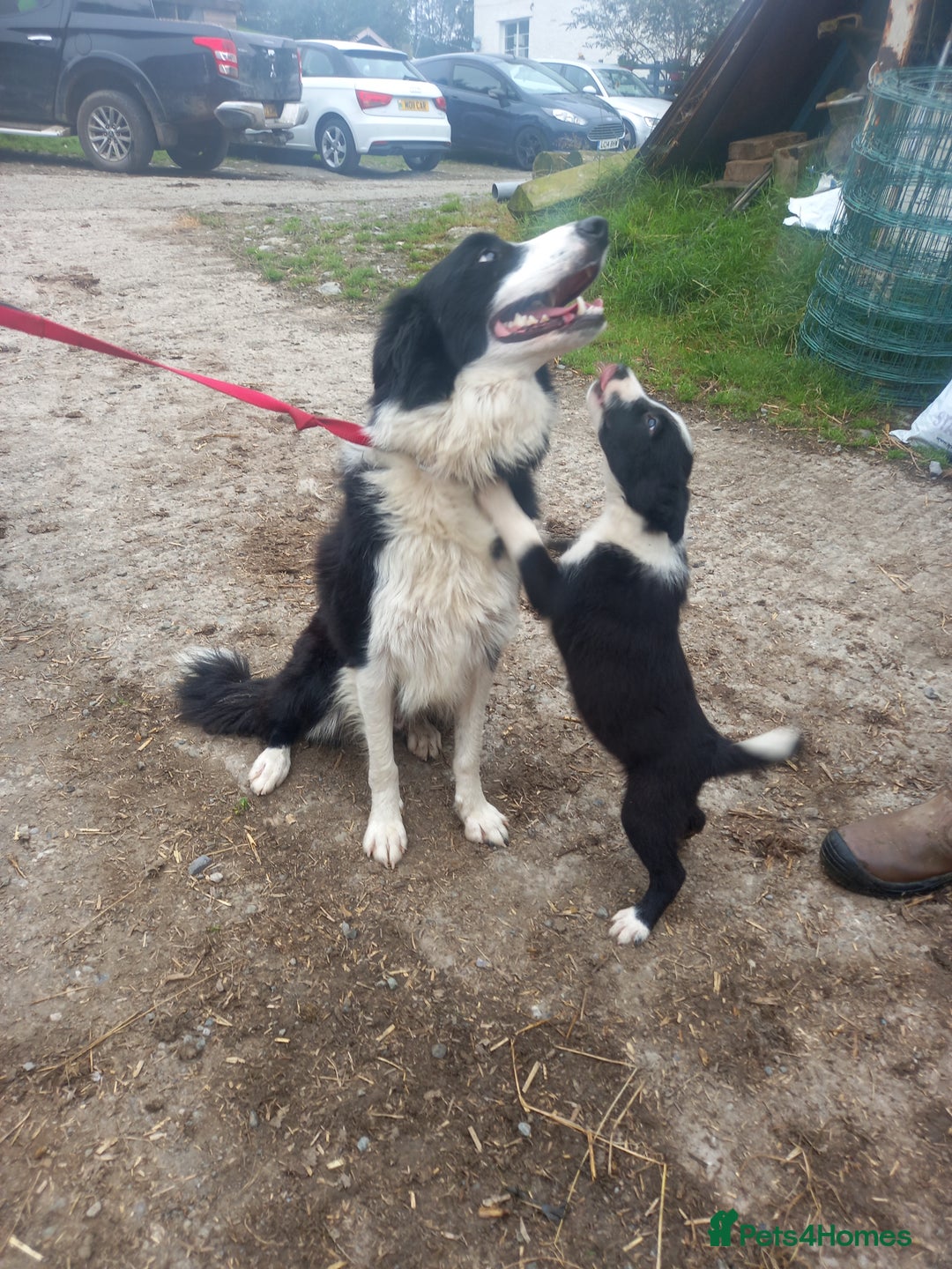 Border Collie dogs for sale: Lovely collie bitch looking for a new home - Image 6