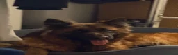 German Shepherd dogs for sale: Long coat German Shepherd - Advert 2