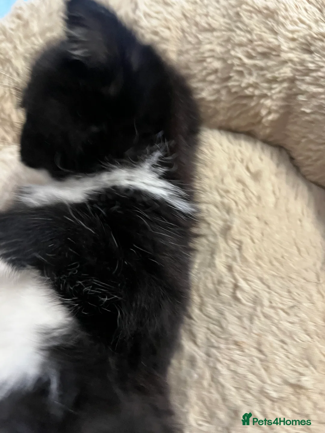 Mixed Breed cats for sale: Stunning Mixed Breed Tuxedo Female kittens - Advert 9