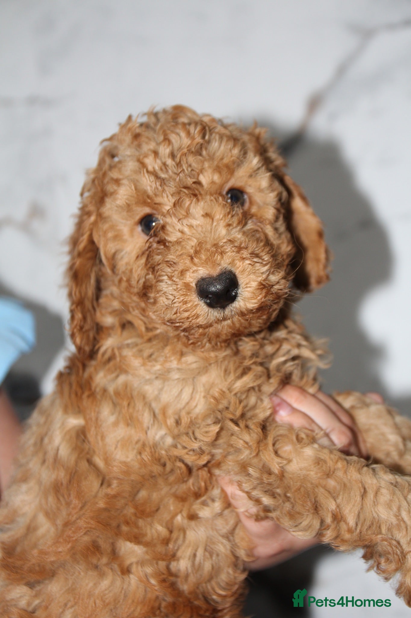 Cockapoo dogs F1b cockapoo babies ready now  - Advert 14