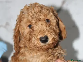 Cockapoo dogs F1b cockapoo babies ready now - Advert 2